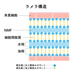 肌のラメラ構造　NMF 　Lamellar structure