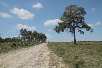 Obraz premium The New Forest