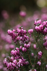 Closeup of beautiful pink heath flowers on a blurred background.