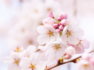 桜花満開