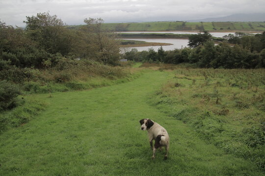 Irish dog