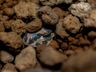 地面に埋まるエジプトミドリヒキガエル