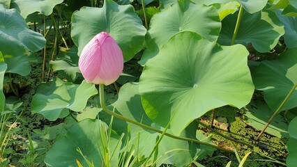 pink lotus flower in the garden