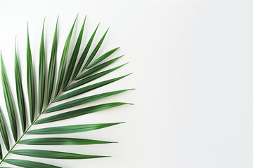 Fototapeta premium single palm leaf, its intricate patterns and vibrant green hues standing out against a stark white background.