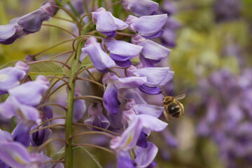 藤の花とミツバチ