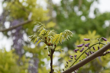 Fototapeta premium 藤の葉 wisteria leaves