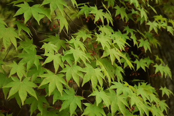 もみじの葉 maple leaves