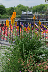 London - 06 03 2022: Kniphofia uvaria in the Coal Drops Yard shopping center in the King's Cross complex on the Regent's Canal.
