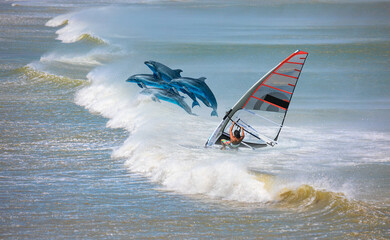 Windsurfing in Alacati  with group of dolphins jump on the water - Cesme, Turkey 