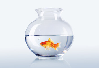 Goldfisch im Glas