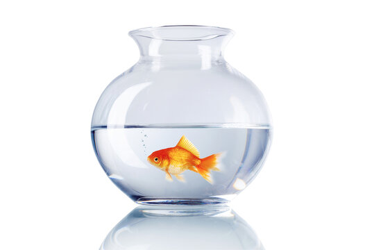 Goldfisch im Glas