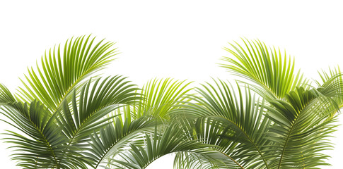 palm leaves png isolated on white background