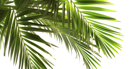 palm leaves png isolated on white background