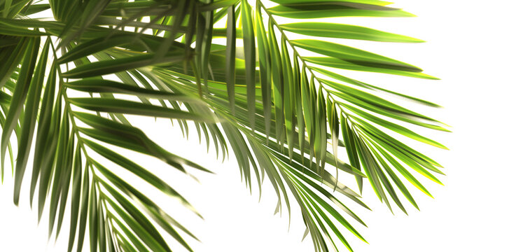 palm leaves png isolated on white background