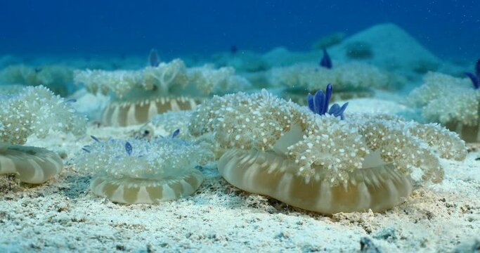 Cassiopea andromeda jellyfish underwater swim mediterranean sea
