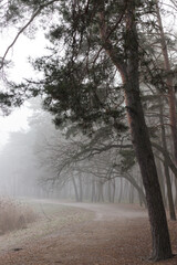 Fog in the autumn coniferous forest