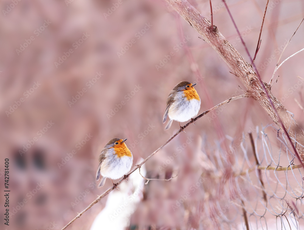 Wall mural two robins on a thin branch..