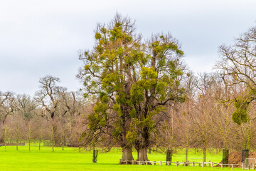 Obraz premium A view of mistletoe growing in a tree on the outskirts of Stamford, lincolnshire, UK in winter