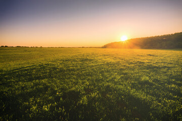 Sunset or sunrise in a spring field with green grass, willows and a clear sky. Springtime...