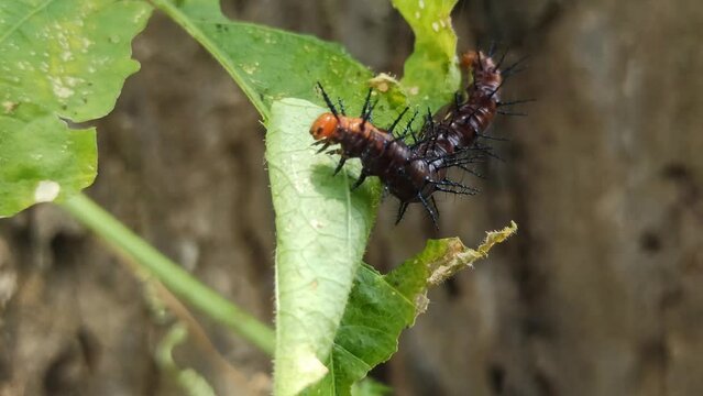 caterpillars eat leaves