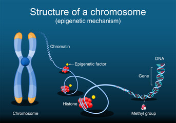 Structure of a chromosome. Epigenetic mechanism