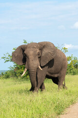 Fototapeta na wymiar Éléphant d'Afrique, Loxodonta africana, Parc national Kruger, Afrique du Sud
