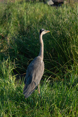 Héron cendré, Ardea cinerea, Grey Heron