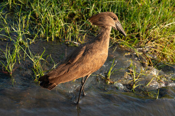 Ombrette africaine,. Scopus umbretta, Hamerkop