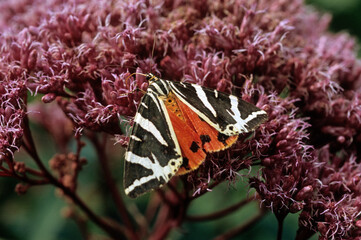 Papillon écouille chinée , Panaxia quadripunctaris