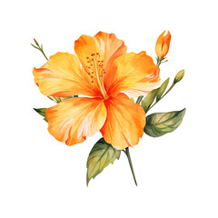 .Hand drawn watercolor painting of bitter orange flower (orange hibiscus flowers), isolated on white background