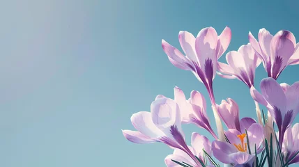 Poster A spring background with delicate lilac crocus flowers against blue sky © wolfhound911