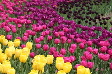 I love tulips. An incredible combination of colors.  Morges. Canton Geneva. Switzerland. Bright...