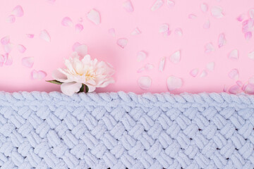 Light blue soft and fluffy knitted texture with white flower (peony) sticking out from under it on pink background covered with petals