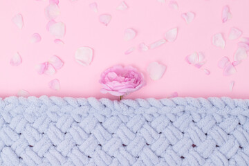 Light blue soft and fluffy knitted texture with flower (rose) sticking out from under it on pink background covered with petals