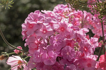 Fluffy hat of pink phlox flowers