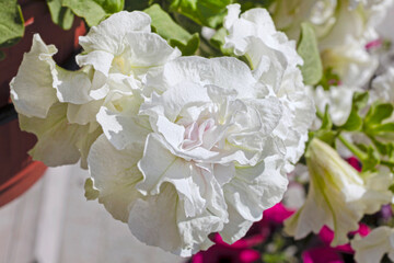 Large white flower of garden terry petunia