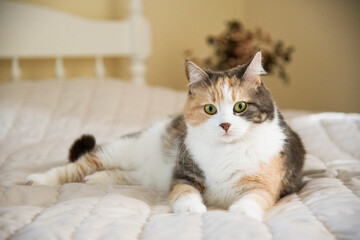Fototapeta na wymiar funny multicolored cat lying on bed in light bedroom