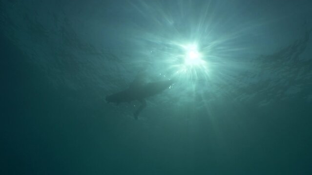 woman trying to get ob surf board underwater with sun beams and rays having fun