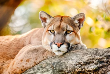 Foto auf Acrylglas Cougar Puma concolor lying in tree, World Wildlife Day, March  © João Macedo