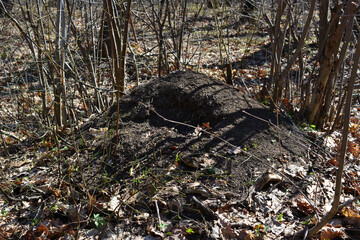 ant hill isolated on the ground in bare forest close up 