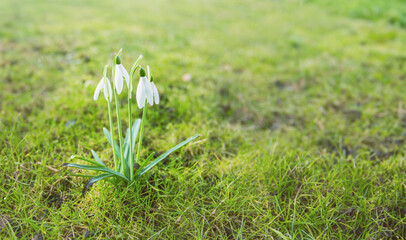Snowdrops, Galanthus, blooms amidst fresh greenery in a spring garden, symbolizing the beauty of the seasonal outdoors