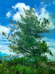 Solitary tree stands against sky, defying vastness. Strong trunk, outstretched branches create image of strength, resilience.