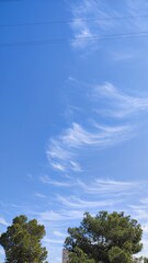 Obraz premium sky and tree