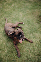 a cheerful dog lies, swings and fools around on a green lawn. a dog freely walks in the park, a dog...