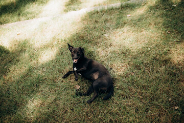 a cheerful dog lies, swings and fools around on a green lawn. a dog freely walks in the park, a dog...