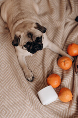 a cute pug is lying on a bed on a blanket next to tangerines