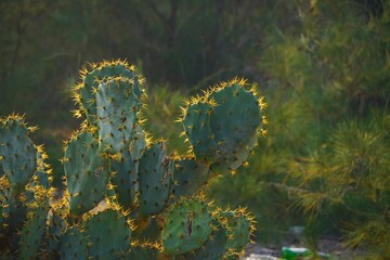 a cactus plant between the forest