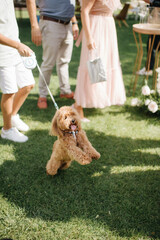 a small dog at a grass party surrounded by festively dressed people