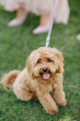 a small dog at a grass party surrounded by festively dressed people