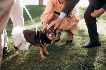 a cute little dog in a skirt is the center of attention, many people are stroking and petting the...